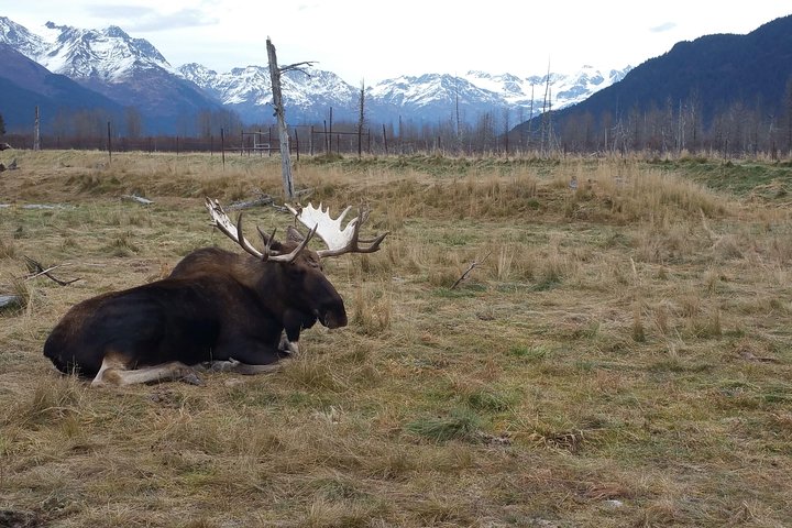 Alaska Wildlife Visit, 1-hr. Glacier Cruise Adventure & Anchorage City Tour - thumb 1