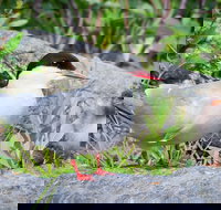 Alaska Wildlife Tour - Accommodation Missouri