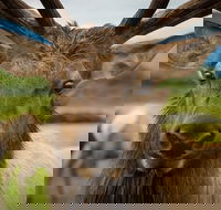 Glacier  Wildlife Discovery Tour - Accommodation Missouri