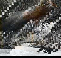 Winter - Wildlife  Turnagain Arm Tour - Accommodation Missouri