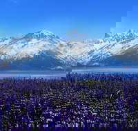 Alaska Wildlife Conservation Center Express - Accommodation Missouri