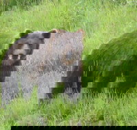 Bear Feeding at the Alaska Wildlife Conservation Center - Accommodation Missouri