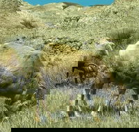 Private VIP Boutique Day Tour of Mt. Rushmore and The Badlands - Accommodation Missouri