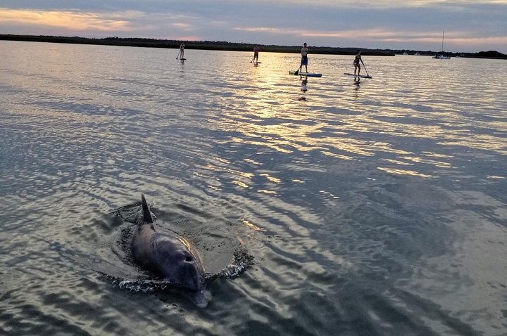 Dolphin Sunset Paddleboard Tour