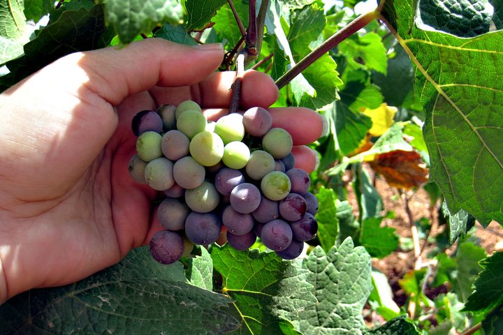 Half-Day Guided Tour Of North Texas Wineries And Vineyards With Wine Tastings - thumb 1