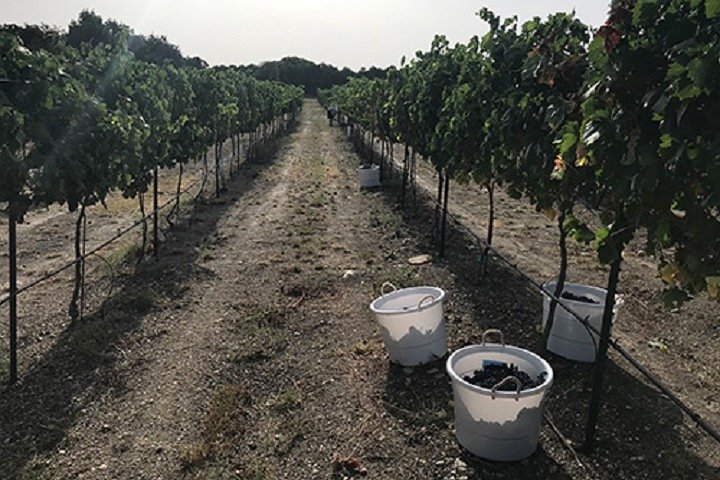 Half-Day Guided Tour Of North Texas Wineries And Vineyards With Wine Tastings - thumb 3