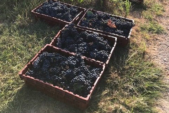 Half-Day Guided Tour Of North Texas Wineries And Vineyards With Wine Tastings - thumb 5