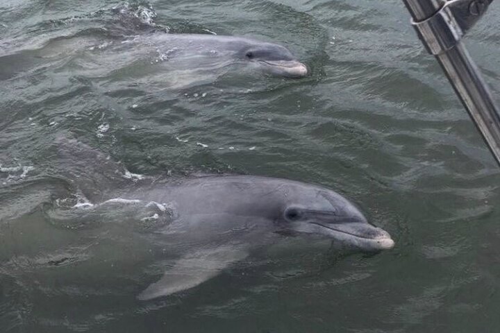 90-Minute Private Dolphin Tour In Hilton Head Island - thumb 0