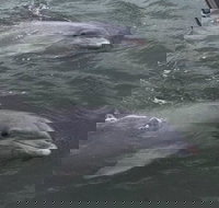 90-Minute Private Dolphin Tour in Hilton Head Island - Accommodation Missouri