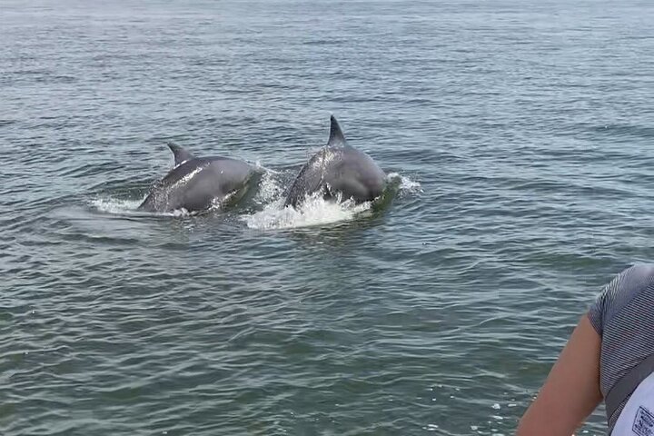 90-Minute Private Dolphin Tour In Hilton Head Island - thumb 2