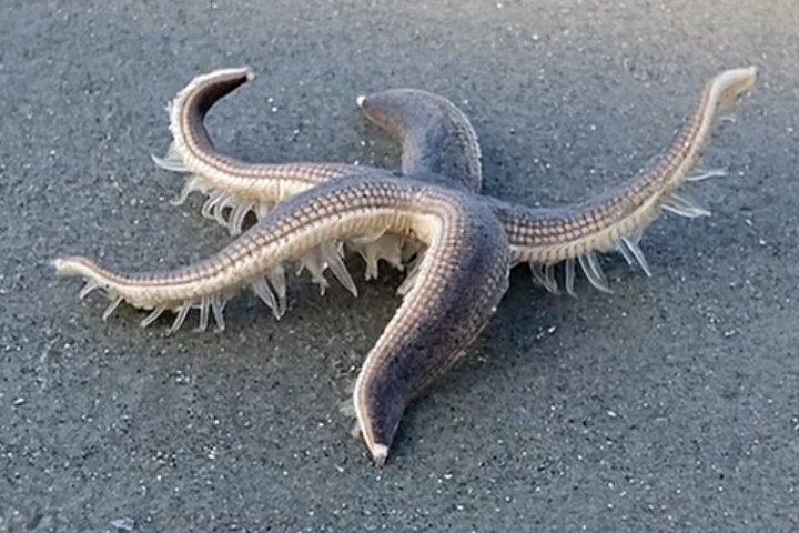 90-Minute Private Dolphin Tour In Hilton Head Island - thumb 3