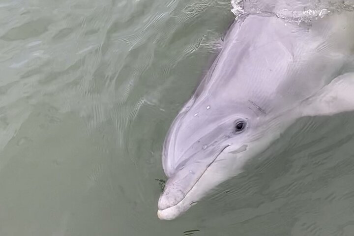 90-Minute Private Dolphin Tour In Hilton Head Island - thumb 5