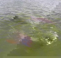 Hilton Head Disappearing Island Dolphin Tour - Accommodation Missouri