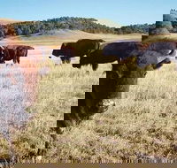 Private Mt Rushmore  Southern Black Hills Tour - Accommodation Missouri