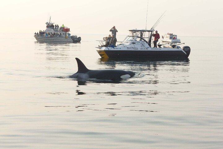 Orcas Island Whale Watching