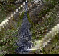 Lake Crescent and Marymere Falls Guided Tour in Olympic National Park - Accommodation Missouri