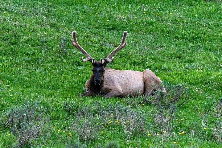 Full-Day Private Safari Of Yellowstone - thumb 4