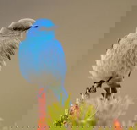 Yellowstone Lower Loop Guided Tour from Cody Wyoming - Accommodation Missouri