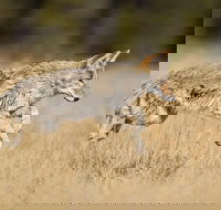 Yellowstone Custom Wildlife and Nature Tour - Accommodation Missouri