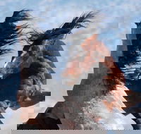 Red Canyon Wild Mustang Tour 530pm. - Accommodation Missouri