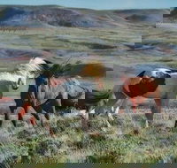 Private Red Canyon Wild Mustang Tour - Accommodation Missouri