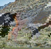 Red Canyon Mustang Tour 830am. - Accommodation Missouri