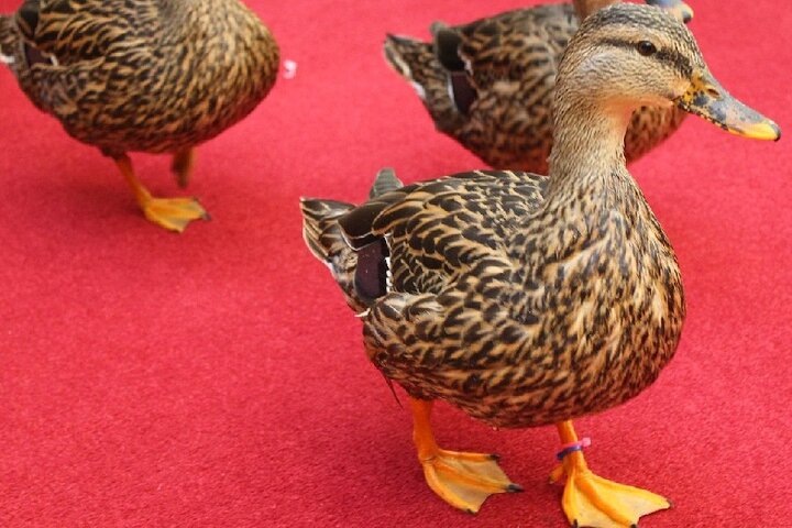 Private Memphis Walking Tour  Fast Track Graceland Tickets