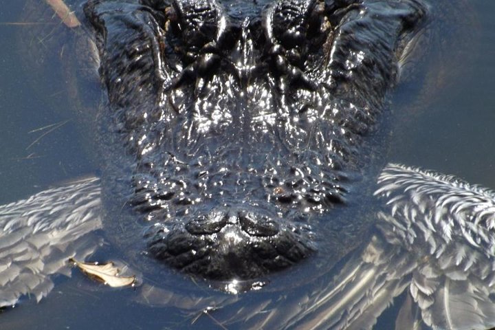 2-Hour Guided Segway Tour Of Huntington Beach State Park In Myrtle Beach - thumb 3