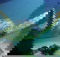 SEA LIFE Aquarium Minnesota Admission Ticket at Mall of America - Accommodation Missouri