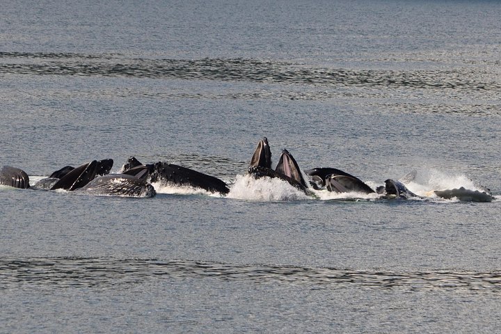 Guaranteed Whale Watching Adventure