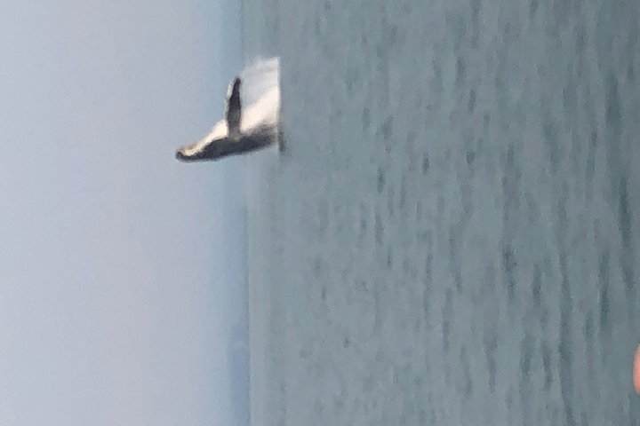 Whale Watching Charters through Icy Strat Alaska